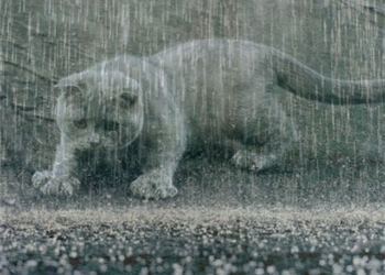 Завтра в Украине кратковременные дожди, температура до +27