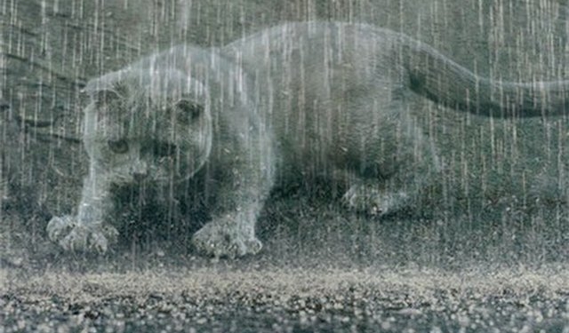 Завтра в Украине кратковременные дожди, температура до +27