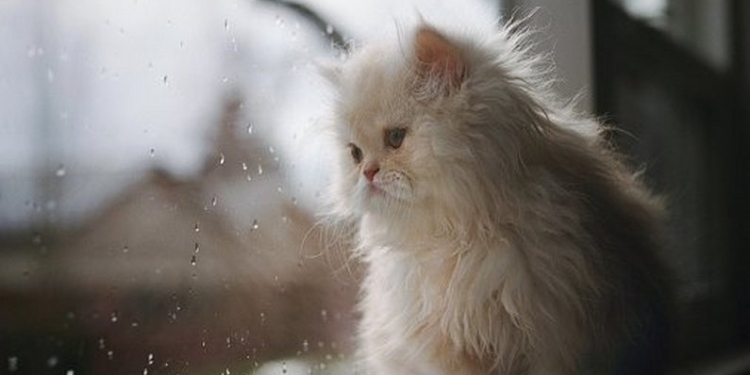 Завтра в Украине кратковременные дожди, температура до +27