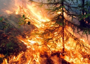 Ситуация вышла из-под контроля: в России лесными пожарами охвачены уже 3 миллиона гектаров, но их не тушат (ВИДЕО)