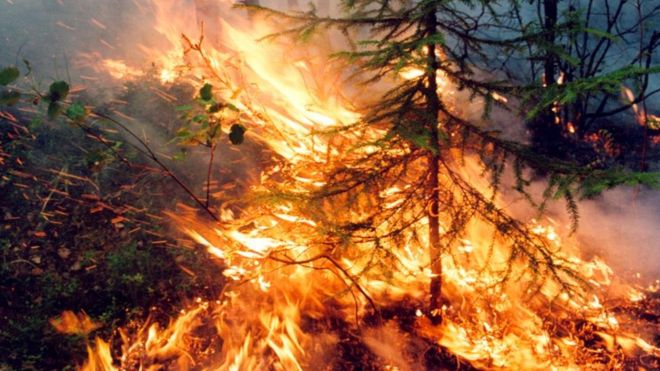 В Луганской области РФ уничтожила более 17 тысяч гектаров леса