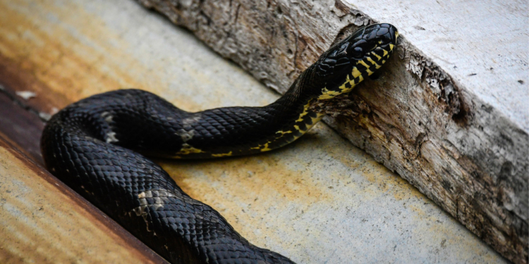 Пить надо меньше. Индиец загрыз и порвал на части укусившую его змею