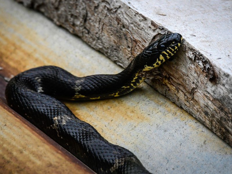 С начала года змеи покусали более 20 украинцев