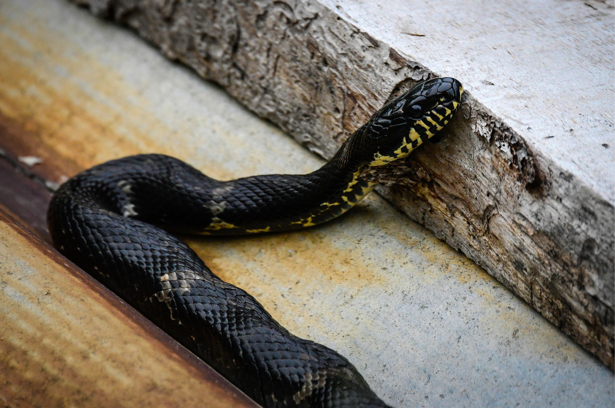 Пить надо меньше. Индиец загрыз и порвал на части укусившую его змею
