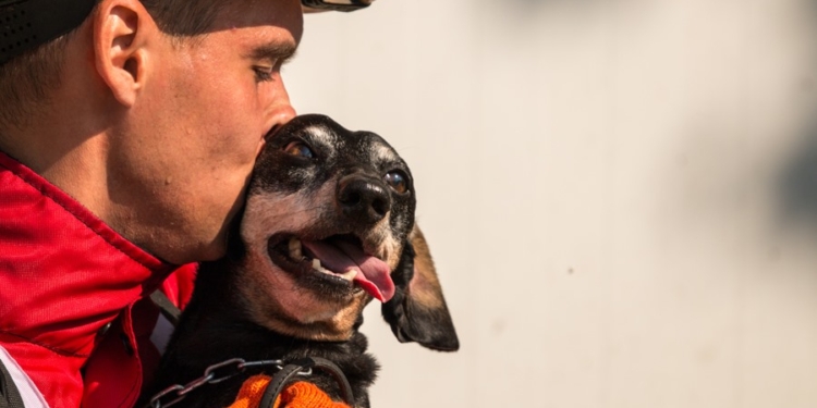 Единственная. В ТОП-100 лучших спасательных собак мира вошла такса Крис и три овчарки из Украины (ФОТО)