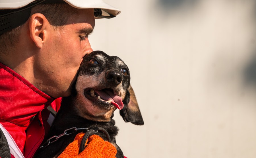Единственная. В ТОП-100 лучших спасательных собак мира вошла такса Крис и три овчарки из Украины (ФОТО) 1