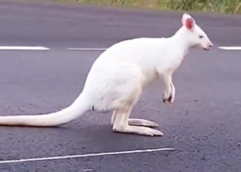 Финской полиции пришлось ловить сбежавшего белого кенгуру (ВИДЕО)