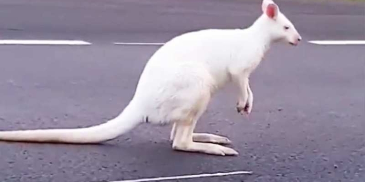 Финской полиции пришлось ловить сбежавшего белого кенгуру (ВИДЕО)