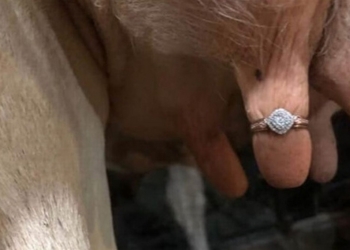 Жительнице Сингапура сделали худшее предложение руки и сердца (ФОТО)