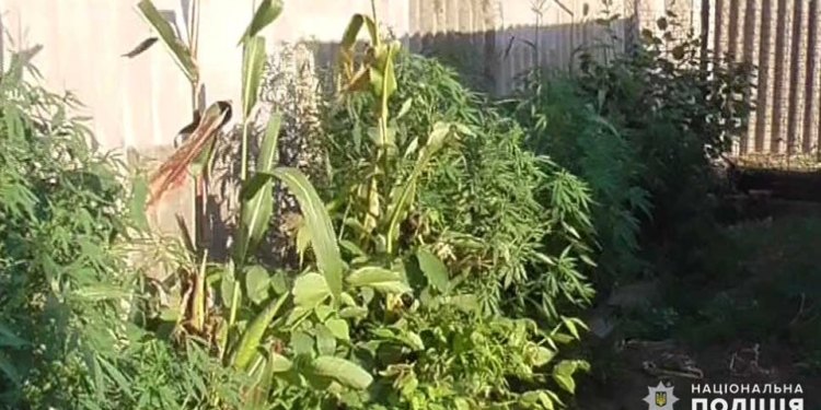 И в кукурузе, и в вазонах для цветов: на Николаевщине изъяли 105 кустов конопли (ФОТО)
