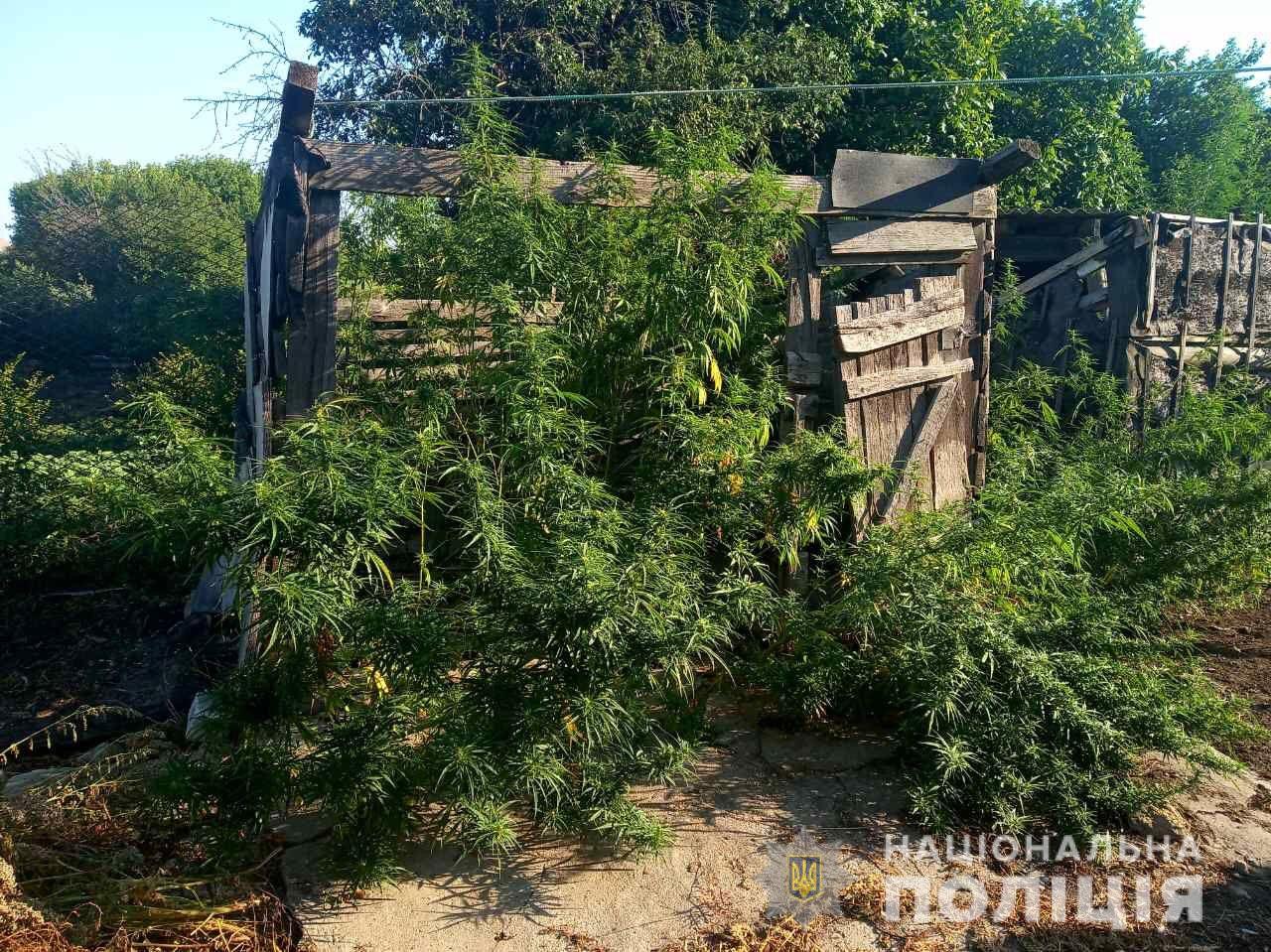 В Новоодесском районе полиция изъяла свыше 160 кустов конопли – хозяин говорит, что выращивал для себя (ФОТО)