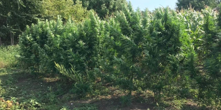 Сообразили на двоих: в Первомайском районе соседи вырастили 142 куста двухметровой конопли (ФОТО)