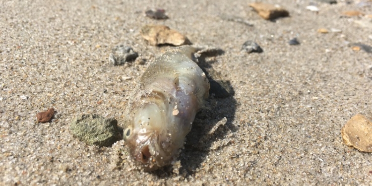 В Николаеве на пляже «Стрелка» – массовый замор бычка (ФОТО)