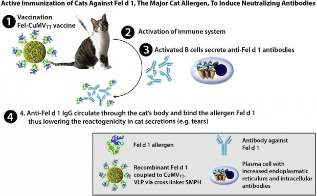 И больше никакой аллергии на кошек: разработана чудо-вакцина (ИНФОГРАФИКА) 1