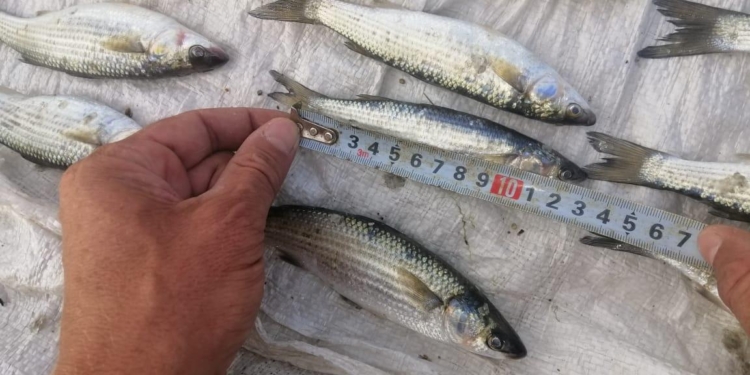 Этой рыбе уже никогда не вырасти: на Николаевщине браконьер выловил 117 маленьких кефалей (ФОТО)