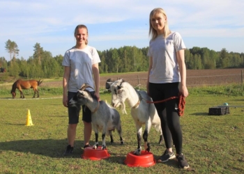 И зайца можно научить курить: в Финляндии козлы проходят полосу препятствий как собаки (ВИДЕО)