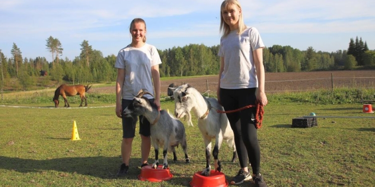 И зайца можно научить курить: в Финляндии козлы проходят полосу препятствий как собаки (ВИДЕО)