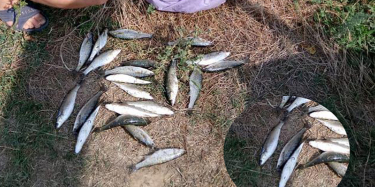 Николаевский рыбоохранный патруль поймал в Очаковском районе «кефального браконьера» (ВИДЕО)