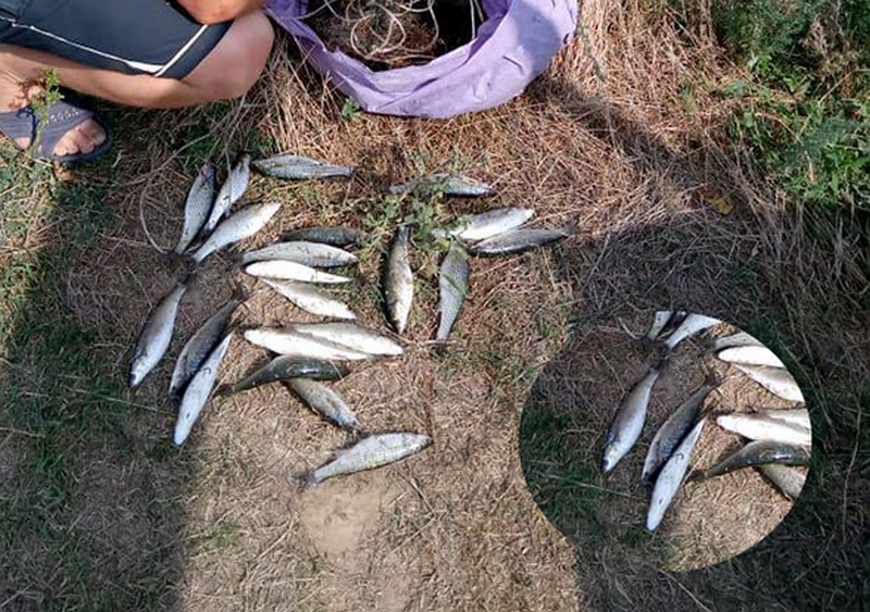 Николаевский рыбоохранный патруль поймал в Очаковском районе «кефального браконьера» (ВИДЕО) 1