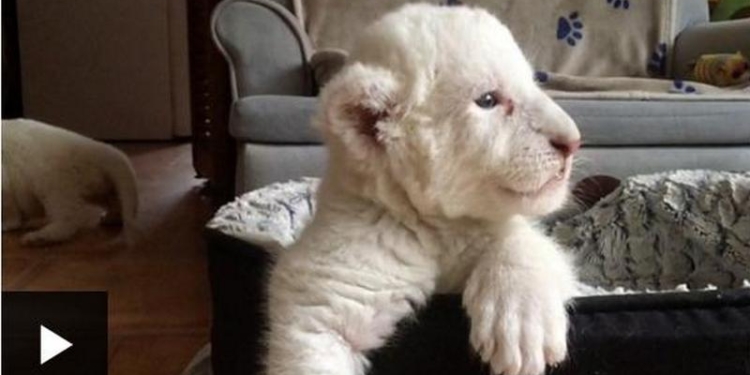 Нала и Симба: во Франции родились редкие белые львята (ВИДЕО)