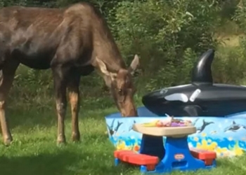 Незваный гость: лось съел закуску и попил из бассейна на детском празднике (ВИДЕО)