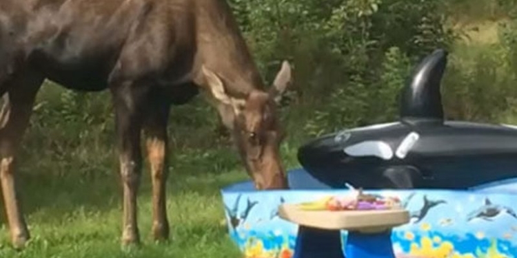 Незваный гость: лось съел закуску и попил из бассейна на детском празднике (ВИДЕО)