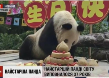 Ее зовут Синь Синь, ей 37, и она чувствует себя хорошо – старейшая панда мира отпраздновала день рождения (ВИДЕО)