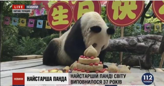 Ее зовут Синь Синь, ей 37, и она чувствует себя хорошо – старейшая панда мира отпраздновала день рождения (ВИДЕО) 1