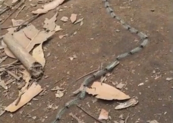 Находчивые гусеницы притворились… змеей (ВИДЕО)