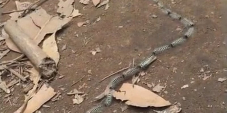 Находчивые гусеницы притворились… змеей (ВИДЕО)