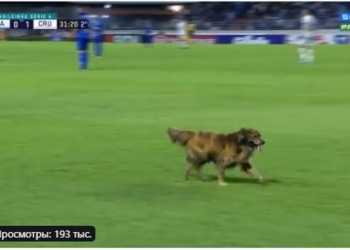 Собака стала главным героем матча чемпионата Бразилии (ВИДЕО)