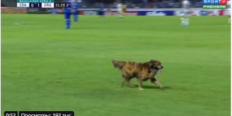 Собака стала главным героем матча чемпионата Бразилии (ВИДЕО)