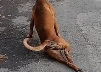 Четырехлапая обманщица: в Бангкоке собака имитирует поломанную ногу, чтобы ей давали еду (ВИДЕО)