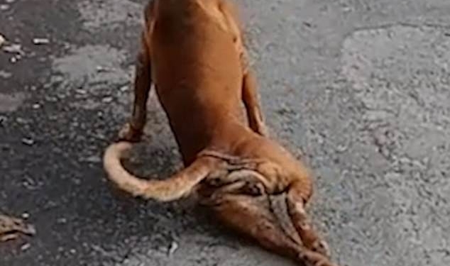 Четырехлапая обманщица: в Бангкоке собака имитирует поломанную ногу, чтобы ей давали еду (ВИДЕО)