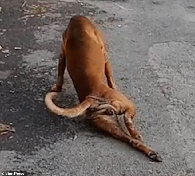 Четырехлапая обманщица: в Бангкоке собака имитирует поломанную ногу, чтобы ей давали еду (ВИДЕО) 1