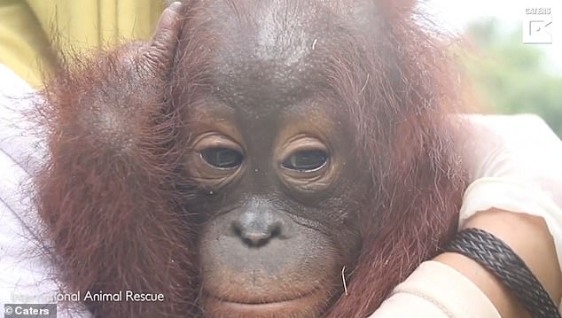 В Индонезии спасли маленького орангутана, которого в одной из деревень держали на привязи в качестве домашнего животного (ВИДЕО) 1