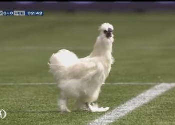 Петух чуть не сорвал матч чемпионата Голландии (ВИДЕО)