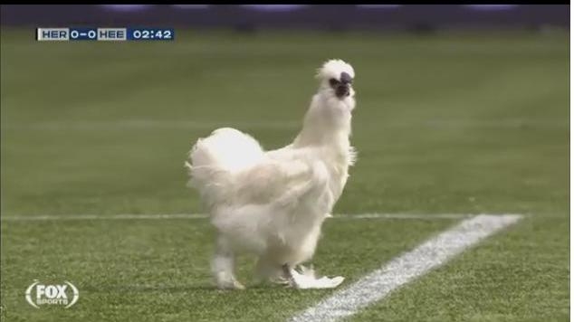 Петух чуть не сорвал матч чемпионата Голландии (ВИДЕО)