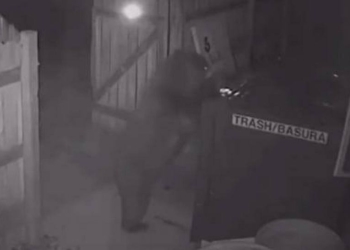 Плохой из медведя «медвежатник»: зверь не сумел вскрыть мусорный контейнер и просто его украл (ВИДЕО)