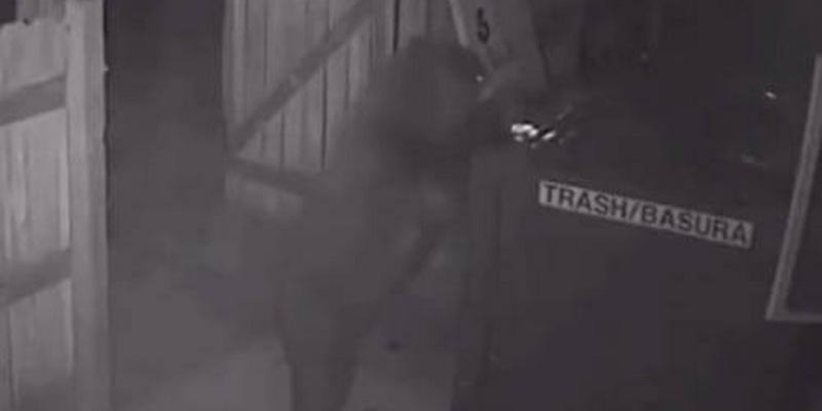 Плохой из медведя «медвежатник»: зверь не сумел вскрыть мусорный контейнер и просто его украл (ВИДЕО)