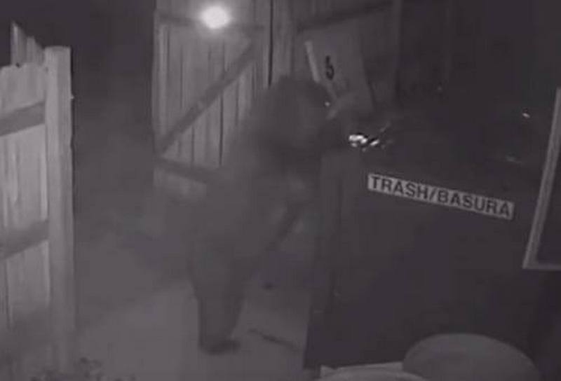 Плохой из медведя «медвежатник»: зверь не сумел вскрыть мусорный контейнер и просто его украл (ВИДЕО) 1