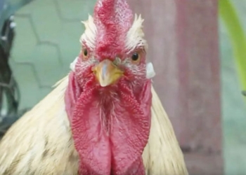 Хуже, чем собаки: в США петухи затерроризировали жителей городка (ВИДЕО)