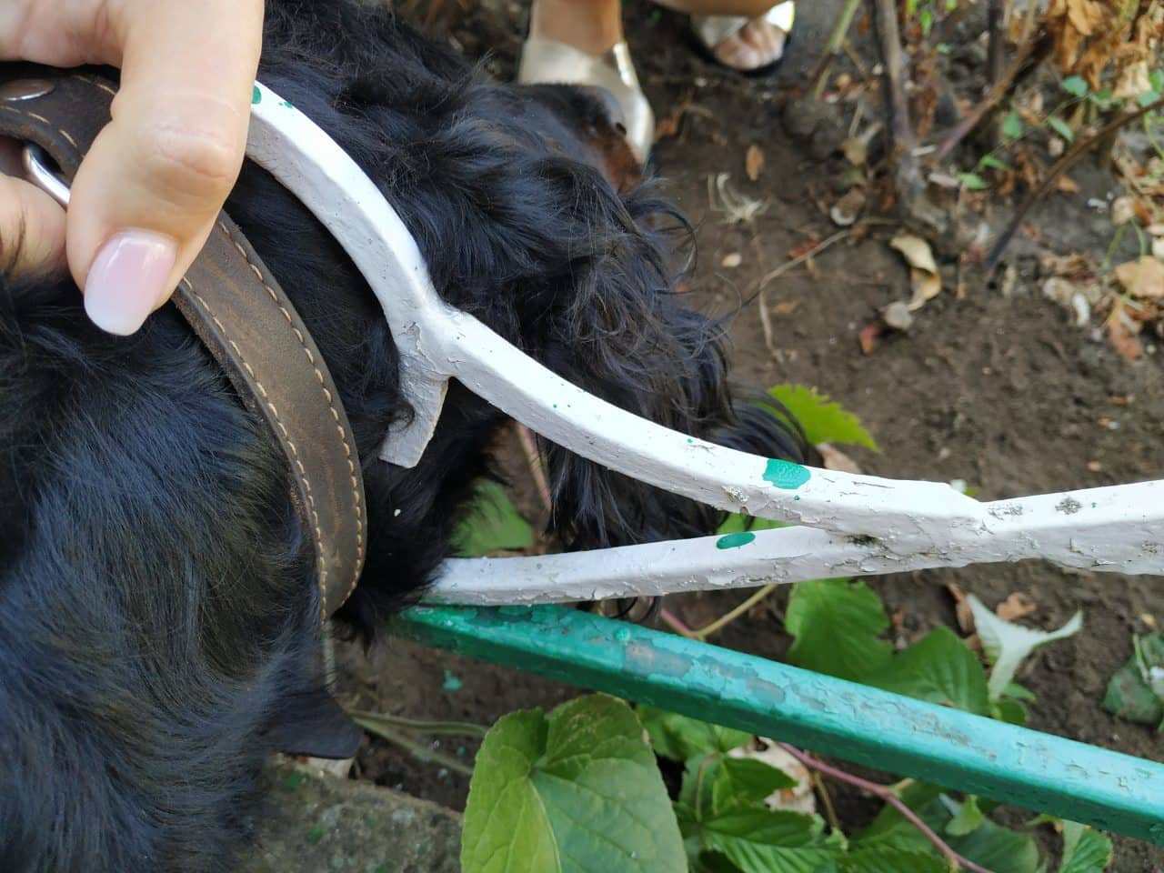 Погнался за котом и сам попал в ловушку: спасателям Николаевщины пришлось вызволять пса (ФОТО)