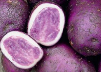 В Украине стали выращивать разноцветный картофель