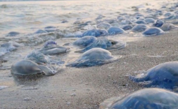 Экологи объяснили нашествие медуз на азовском побережье