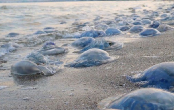 Экологи объяснили нашествие медуз на азовском побережье 1