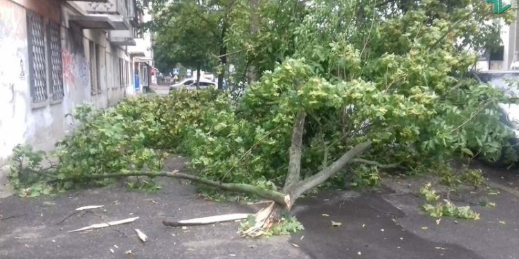 В Николаеве ураганный ветер валит деревья, а общественный транспорт меняет маршруты (ФОТО) – ОБНОВЛЯЕТСЯ