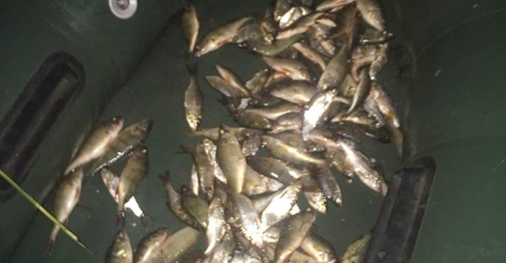 Полиция и Госэкоинспекция на реке Висунь в Снигиревском районе поймала трех браконьеров (ФОТО)