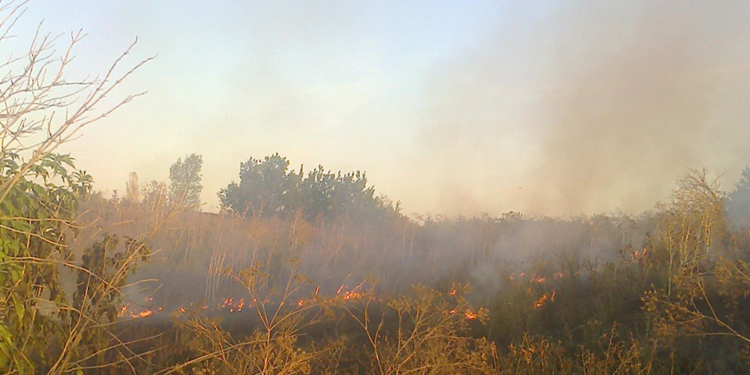 Сухая трава, мусор, стерня, деревья, камыш и хвойная подстилка – за сутки на Николаевщине выгорел почти 31 га открытых территорий (ФОТО)