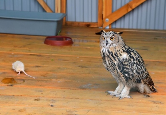 Дадут бой крысам. Одесские орнитологи возвращают филинов в дикую природу (ФОТО)